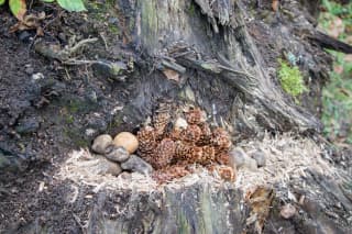 Hmyzí domek v procesu